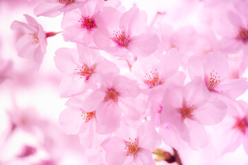 branch of beautiful pink spring Cherry blossom flowers, close up, Japanese Harumeki Sakura