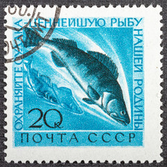 USSR - CIRCA 1960: A stamp printed in USSR Russia shows Walleye with the inscription Protect the...