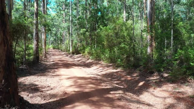 Aerial view of Karri Forest explorer way near Pemberton Western Australia