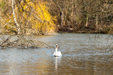Cygnes sur &eacute;tang