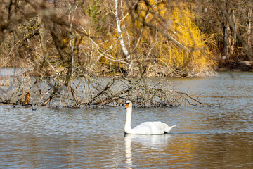 Cygnes sur étang