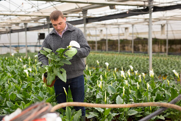 Positive male gardener holding pot with calla while gardening in greenhouse