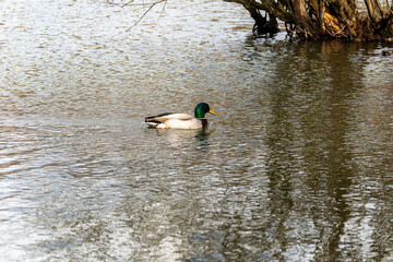 Canard sur étang,