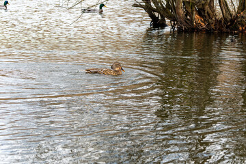 Canard sur étang,