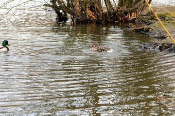 Canard sur étang,