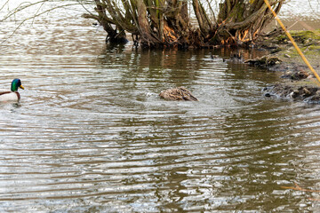 Canard sur étang,