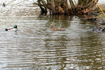 Canard sur étang,