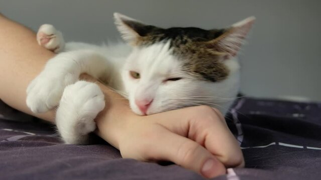 White tabby cat biting hand in the bed. Aggressive cat