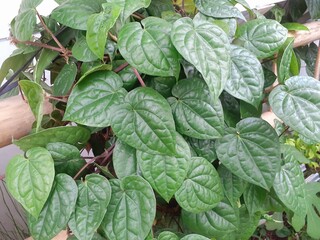 vegetables in the garden