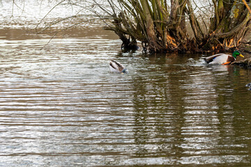 Canard sur étang,