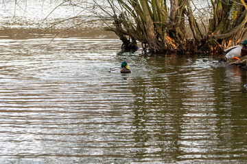 Canard sur étang,
