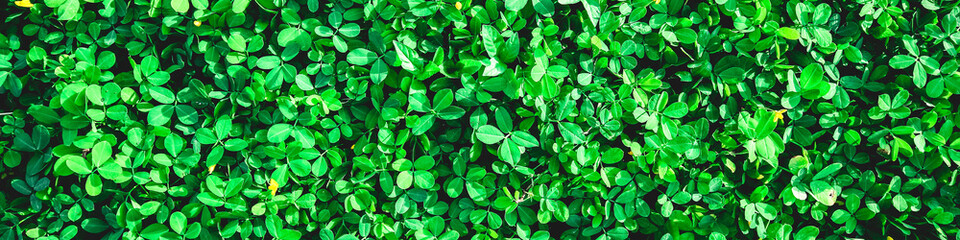 Fototapeta na wymiar Green leaves texture background