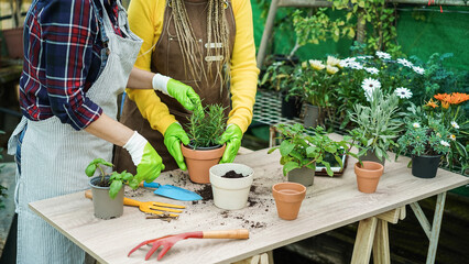 Women working inside greenhouse garden - Nursery and spring concept - Focus on hands holding pot