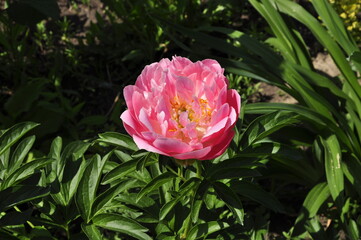 Blooming garden flowers peonies. Peonies in the garden. 