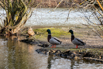 Canard sur étang.