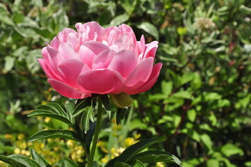 Blooming garden flowers peonies. Peonies in the garden. 