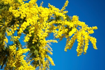 Blooming yellow fluffy mimosa tree over blue sky. Easter background. Holiday spring card with gold...