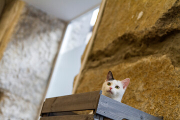 Bonito Gato o Beautiful Cat