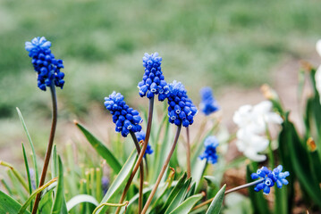 Early spring blue muscari or grape hycinth flowers in the garden