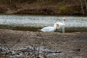 Cygnes sur &eacute;tang.