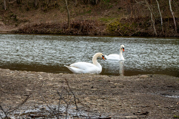 Cygnes sur étang.