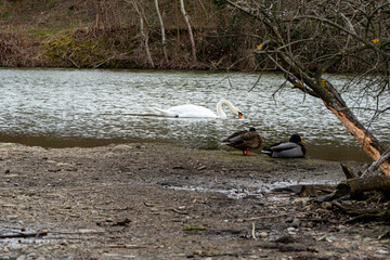 Cygnes sur étang.