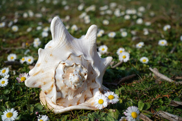 sea shell on green field with daisies