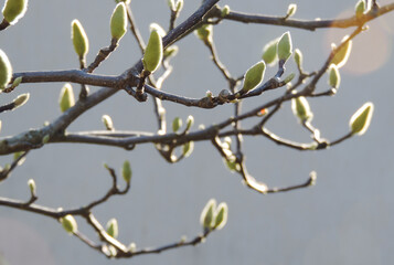  Magnolia branch with green buds on light grey background in early spring