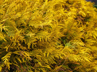 thuja branches with yellowed leaves close-up
