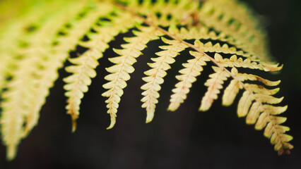 Macro de feuilles de foug&egrave;re, aux couleurs diverses, dans la for&ecirc;t des Landes de Gascogne, en saison estivale
