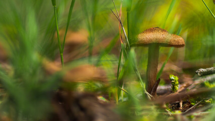 Macro de bruyères