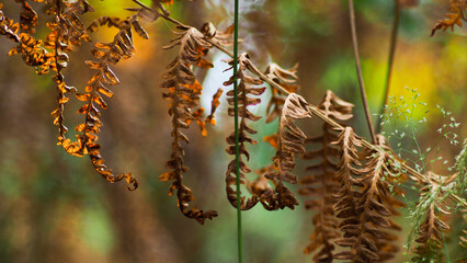 Macro de feuilles de fougère, aux couleurs diverses, dans la forêt des Landes de Gascogne, en saison estivale