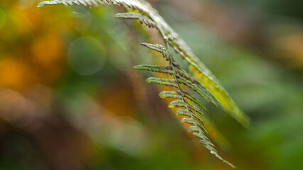 Macro de feuilles de fougère, aux couleurs diverses, dans la forêt des Landes de Gascogne, en saison estivale