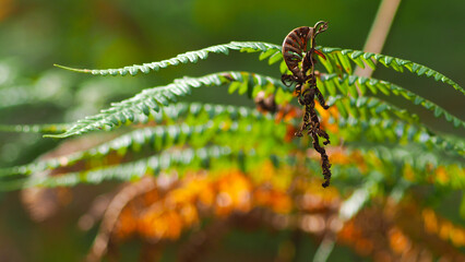 Fougères dans la forêt des Landes de Gascogne