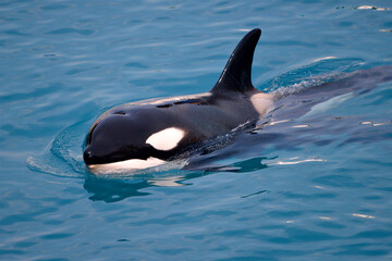 Closeup killer whale (Orcinus orca) swimming in blue water