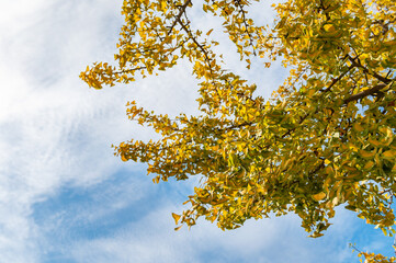 Yellow Ginkgo biloba tree