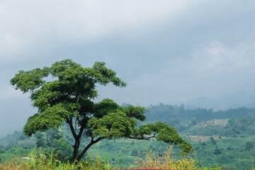 tree on the hill