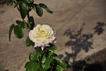 Blooming rose flowers. Roses in the garden. 