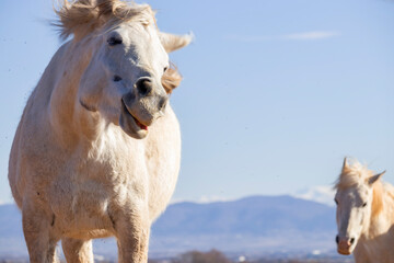 A portrait of a funny cute beautiful horse that looks into the camera, on the background is a...