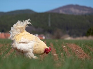 Close-up beautiful yellow and white rooster with red scallop is walking on the green grass in the field and is pecking seeds, Bulgaria