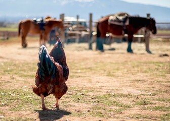 A rooster attentively watches the horses or looks into the distance in the haze