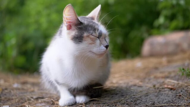 A Sleepy Homeless Tricolor Cat Sits in Dry Grass on a Blurred Woods Background. A tired street pet with green eyes is resting outside, is falling asleep. The young cat is basking in the sun.