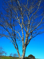 早春の花水木と青空