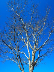 早春の花水木と青空