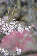 Beautiful Yoshino Sakura Cherry Blossom is blooming with sprout in Alishan National Forest Recreation Area in Taiwan.