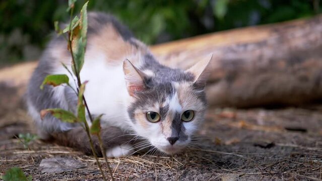 A Homeless Tricolor Wild Cat Hunts in the Woods on Nature. An adorable skinny pet with large, alert green eyes sitting in the dry grass in the open air. The cat prepares to attack. Summertime.