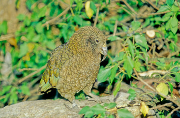 Kea