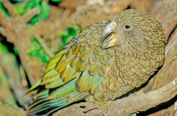 Kea