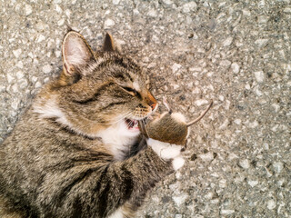 Cat caught mouse. Cat plays with hunted mouse. Cat eats mouse. Katze hat Maus gefangen. Katze...