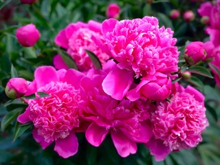Gorgeous blooming pink peonies in the garden. Postcard. The concept of amazing blooming flowers. Peonies in bloom. Summer floral composition. Beautiful blossom.